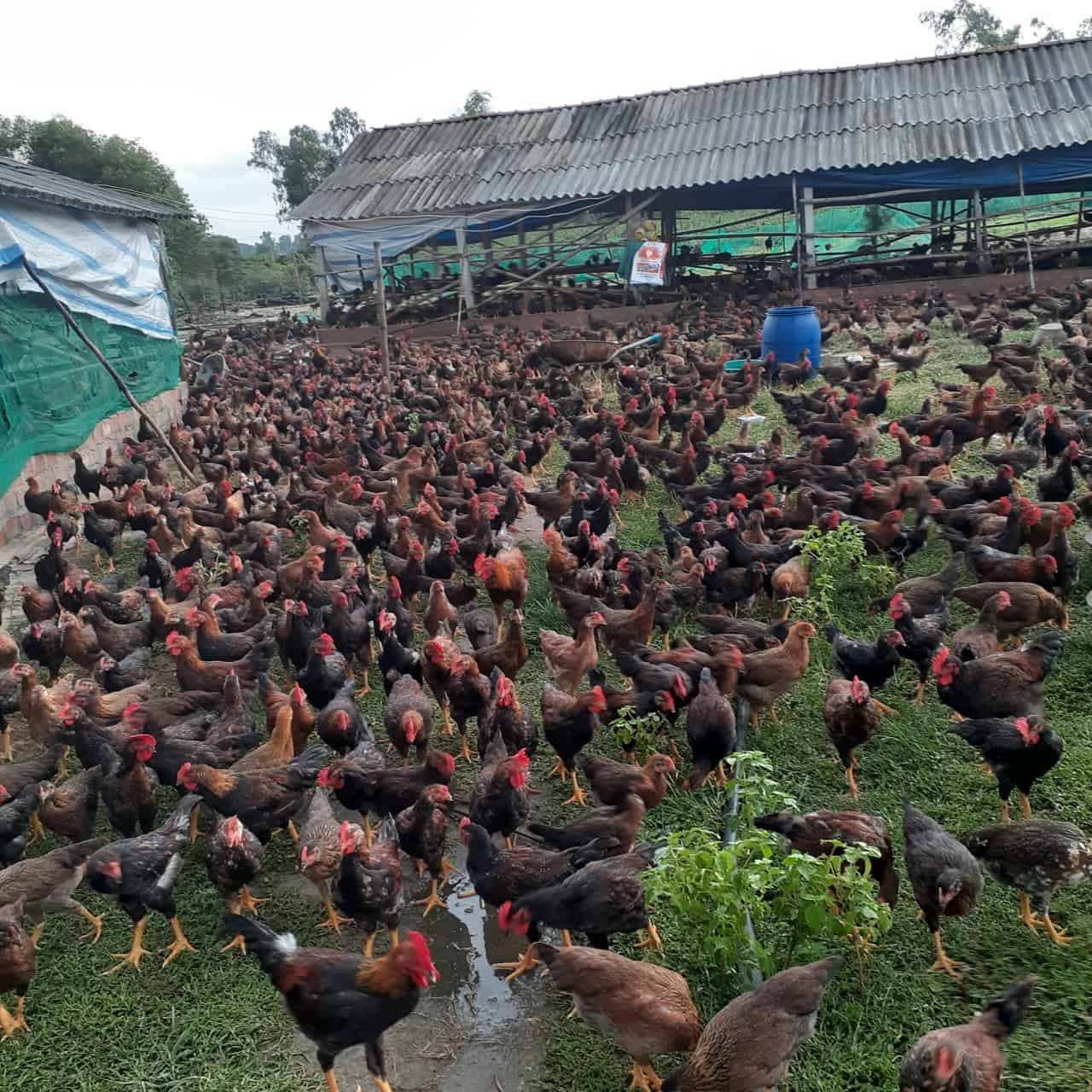 Một số kinh nghiệm giải quyết các vấn đề khi chăm sóc gà thịt thả vườn