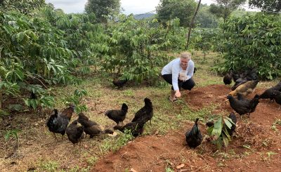 Một số kinh nghiệm giải quyết các vấn đề khi chăm sóc gà thịt thả vườn
