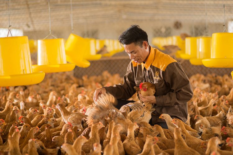 Nhận biết đặc điểm cơ bản và cách chăm sóc ăn uống cho gà ri nuôi nhốt