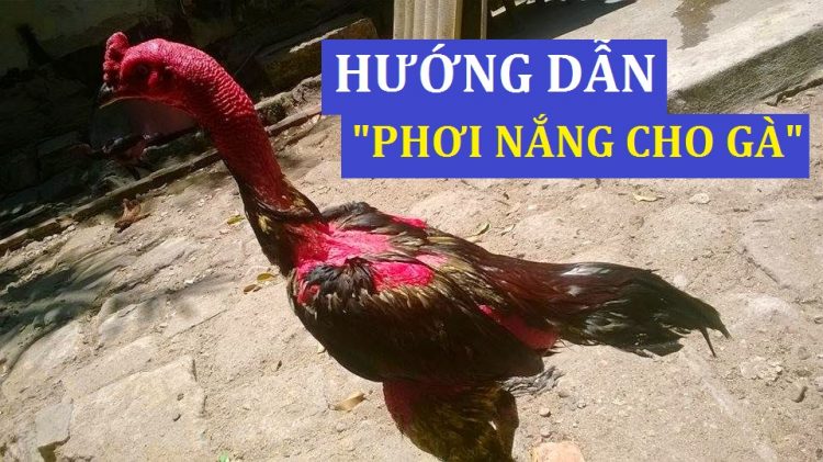 phuong-phap-tam-nang-cho-ga-choi